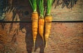 Vintage carrot Royalty Free Stock Photo