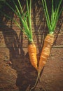 Vintage carrot Royalty Free Stock Photo