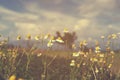 Vintage chamomile flower Royalty Free Stock Photo