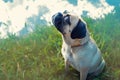 Vintage charm Old pug gazes at the horizon in a meadow