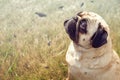 Vintage charm Old pug gazes at the horizon in a meadow