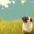 Vintage charm Old pug gazes at the horizon in a meadow