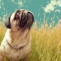 Vintage charm Old pug gazes at the horizon in a meadow