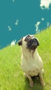 Vintage charm Old pug gazes at the horizon in a meadow