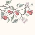 Vintage cherry background