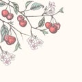 Vintage cherry background