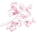 Vintage Cherry Blossom Flower