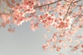 Vintage cherry blossom - sakura flower. Royalty Free Stock Photo