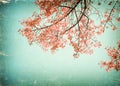 Vintage cherry blossom sakura flower in spring Royalty Free Stock Photo