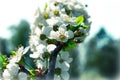 Vintage cherry blossom - sakura flower. Positive nature background Royalty Free Stock Photo