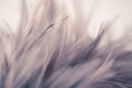Vintage chicken feathers in soft and blur style for the background