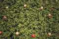 Vintage Christmas tree with red ball decoration