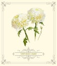 Vintage chrysanthemum card