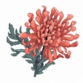 Vintage Chrysanthemum Flower Illustration In Red And Aquamarine