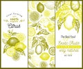 Vintage citrus banner template set. Lemon tree design. Hand drawn vector fruit illustration. Engraved style menu cover Royalty Free Stock Photo