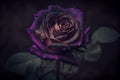 Vintage classic dark purple rose against dark background. Generative AI