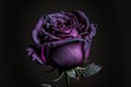 Vintage classic deep violet rose bouquet on dark background.
