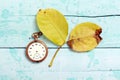 vintage clock and autumn walnut leaveson blue paint wood background Royalty Free Stock Photo