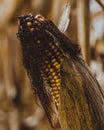 Vintage close up of old corncob