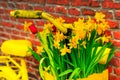 Yellow bicycle with basket of daffodil flowers Royalty Free Stock Photo