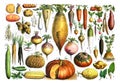 Vintage collage of raw and fresh vegetables, for healthy food and lifestyle with numbers for education / Antique engraved illustra