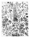 Vintage collection of botanical flowers and plants from wild garden hand drawn / Antique engraved illustration from from La Rousse