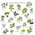 Vintage collection of hand drawn berries plants Royalty Free Stock Photo