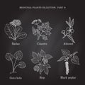 Vintage collection of hand drawn medical herbs and plants badan, cilantro, almond, gotu cola, hop, black poplar
