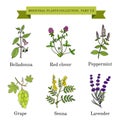 Vintage collection of hand drawn medical herbs and plants, belladonna, red clover, peppermint, grape, senna, lavender.