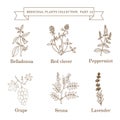 Vintage collection of hand drawn medical herbs and plants, belladonna, red clover, peppermint, grape, senna, lavender