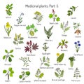 Vintage collection of hand drawn medical herbs and plants