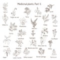 Vintage collection of hand drawn medical herbs and plants