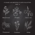 Vintage collection of hand drawn medical herbs and plants