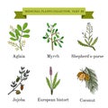 Vintage collection of hand drawn medical herbs and plants