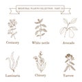 Vintage collection of hand drawn medical herbs and plants, centaury, white nettle, avocado, laminaria, chicory, yarrow