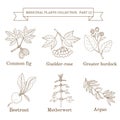 Vintage collection of hand drawn medical herbs and plants, common fig, guelder-rose, greater burdock, beetroot