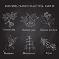 Vintage collection of hand drawn medical herbs and plants