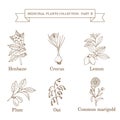 Vintage collection of hand drawn medical herbs and plants