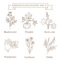 Vintage collection of hand drawn medical herbs and plants, meadowsweet, pumpkin, devil club, pomergranate, cornflower Royalty Free Stock Photo