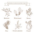 Vintage collection of hand drawn medical herbs and plants, mistletoe, witch-hazel, henna, pine, greater plantain, fennel Royalty Free Stock Photo