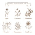 Vintage collection of hand drawn medical herbs and plants, poppy, camomile, raspberry, cucumber, common ash, sunflower