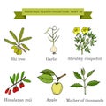 Vintage collection of hand drawn medical herbs and plants, shi, garlic, shrubby cinquefoil, goji, apple, mother-of