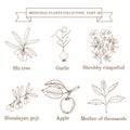 Vintage collection of hand drawn medical herbs and plants, shi, garlic, shrubby cinquefoil, goji, apple, mother-of