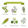 Vintage collection of hand drawn medical herbs and plants, silver birch, magnolia, acai palm, corn, marsh-marigold