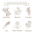 Vintage collection of hand drawn medical herbs and plants, silver birch, magnolia, acai palm, corn, marsh-marigold