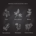 Vintage collection of hand drawn medical herbs and plants violet, horse chestnut, melissa, elecampane, sea buckthornns