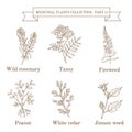 Vintage collection of hand drawn medical herbs and plants, wild rosemary, tansy, fireweed, peanut, white cedar, jimson