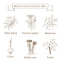 Vintage collection of hand drawn medical herbs and plants, ylang-yalng, cayenne pepper, mandarine, onion, golden root