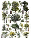 The vintage collection of trees / Diversity of trees Antique engraved illustration from from La Rousse XX Sciele