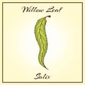 Vintage colored engraved illustration of willow leaf. Green leaf on begie background. willow autumn drawing leaf. Hand